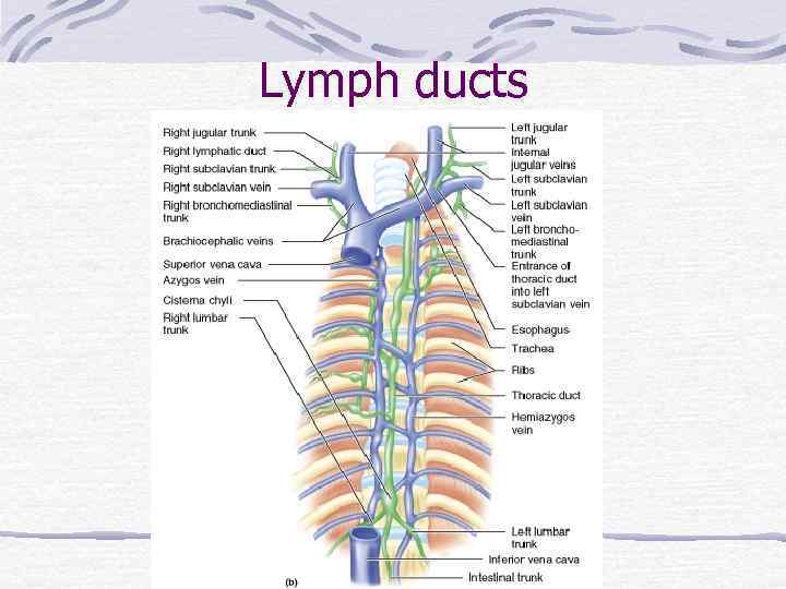 Lymph ducts 