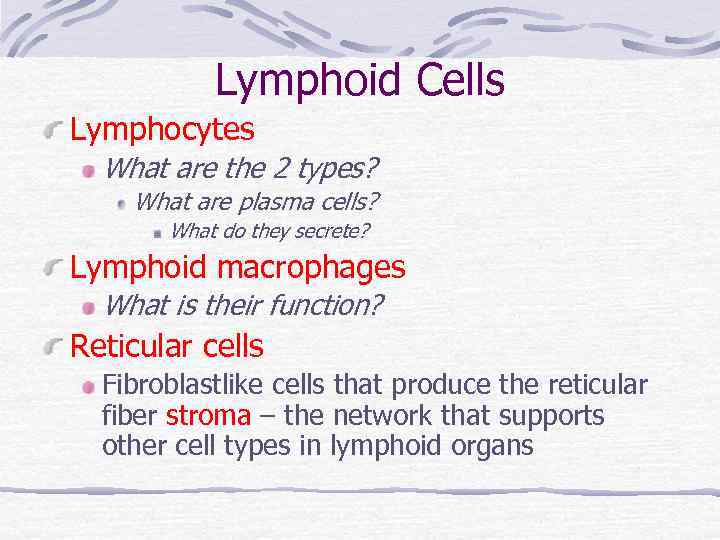 Lymphoid Cells Lymphocytes What are the 2 types? What are plasma cells? What do