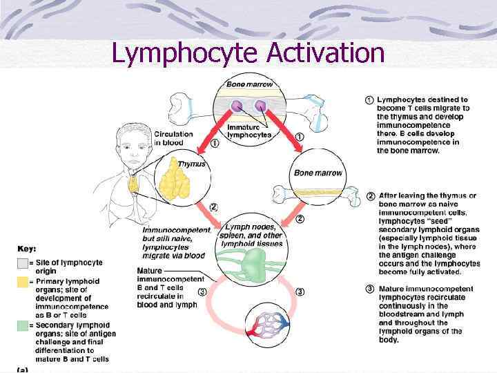 Lymphocyte Activation 