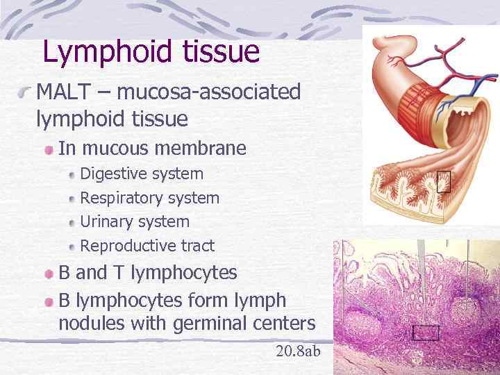 Lymphoid tissue MALT – mucosa-associated lymphoid tissue In mucous membrane Digestive system Respiratory system