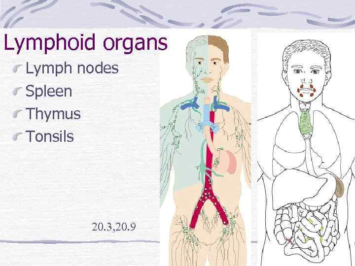 Lymphoid organs Lymph nodes Spleen Thymus Tonsils 20. 3, 20. 9 