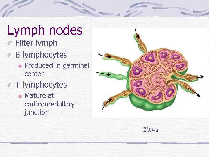 Lymph nodes Filter lymph B lymphocytes Produced in germinal center T lymphocytes Mature at