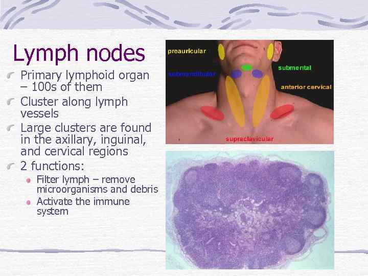 Lymph nodes Primary lymphoid organ – 100 s of them Cluster along lymph vessels