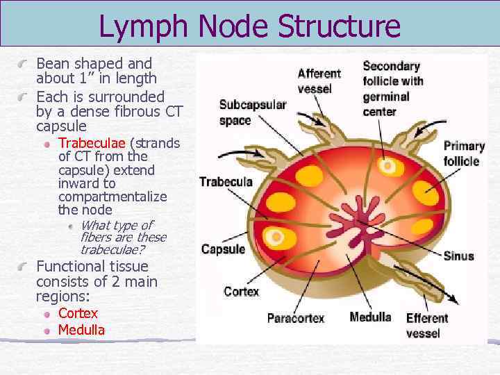 Lymph Node Structure Bean shaped and about 1” in length Each is surrounded by