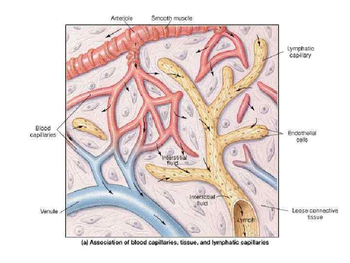 Lymph Capillaries 