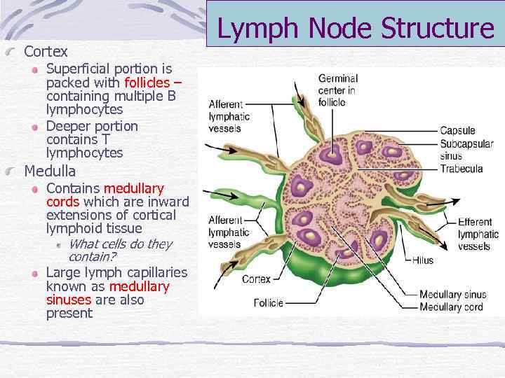 Cortex Superficial portion is packed with follicles – containing multiple B lymphocytes Deeper portion