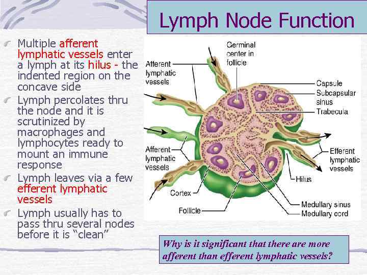 Lymph Node Function Multiple afferent lymphatic vessels enter a lymph at its hilus -