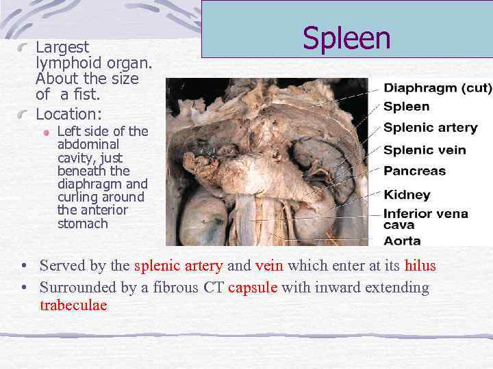 Largest lymphoid organ. About the size of a fist. Location: Spleen Left side of