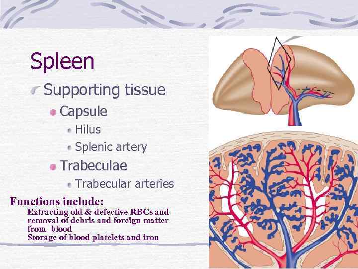 Spleen Supporting tissue Capsule Hilus Splenic artery Trabeculae Trabecular arteries Functions include: Extracting old