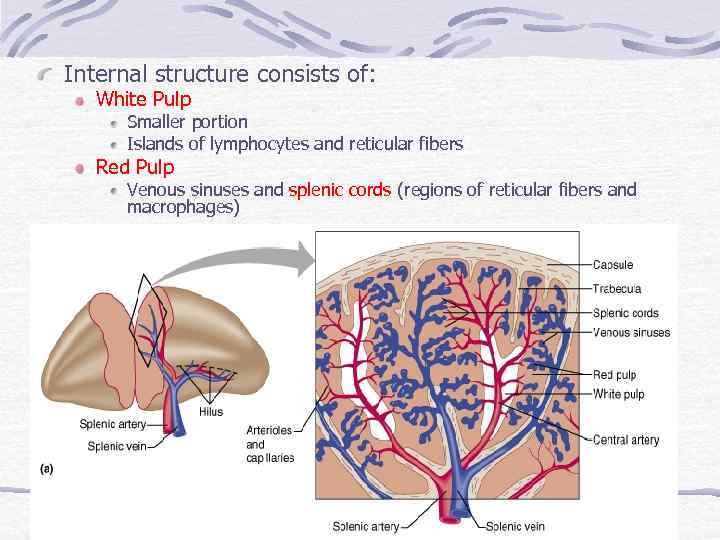 Internal structure consists of: White Pulp Smaller portion Islands of lymphocytes and reticular fibers