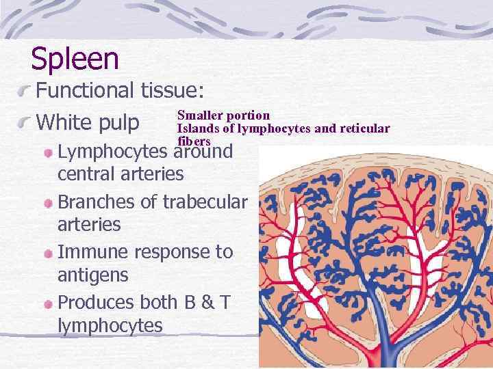 Spleen Functional tissue: Smaller portion White pulp Islands of lymphocytes and reticular fibers Lymphocytes