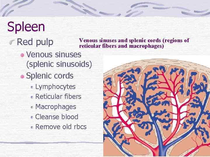 Spleen Red pulp Venous sinuses and splenic cords (regions of reticular fibers and macrophages)