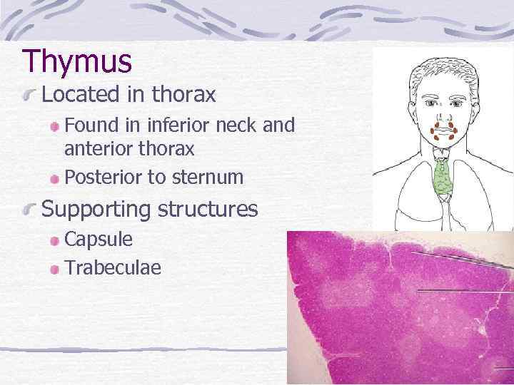 Thymus Located in thorax Found in inferior neck and anterior thorax Posterior to sternum