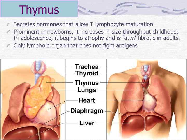 Thymus Secretes hormones that allow T lymphocyte maturation Prominent in newborns, it increases in