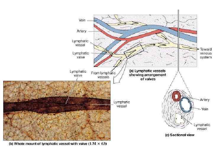 Lymphatic Vessels 