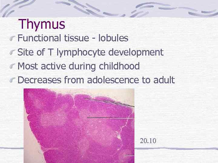 Thymus Functional tissue - lobules Site of T lymphocyte development Most active during childhood