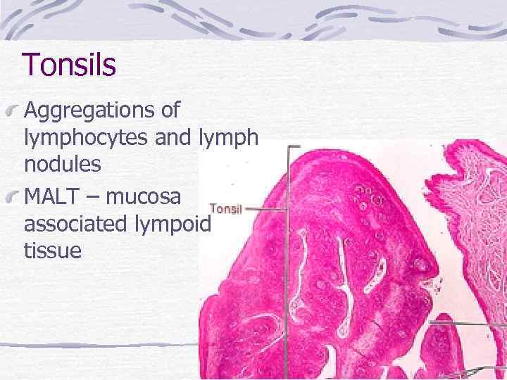 Tonsils Aggregations of lymphocytes and lymph nodules MALT – mucosa associated lympoid tissue 