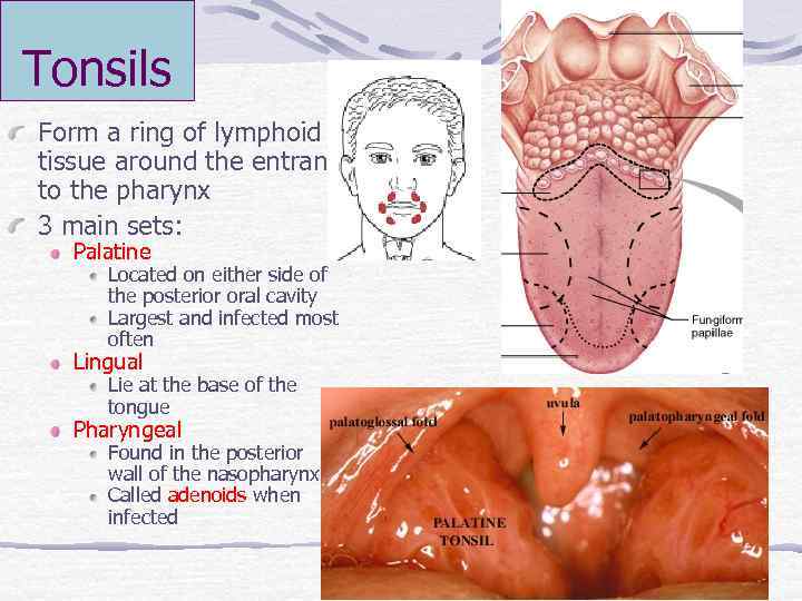 Tonsils Form a ring of lymphoid tissue around the entrance to the pharynx 3