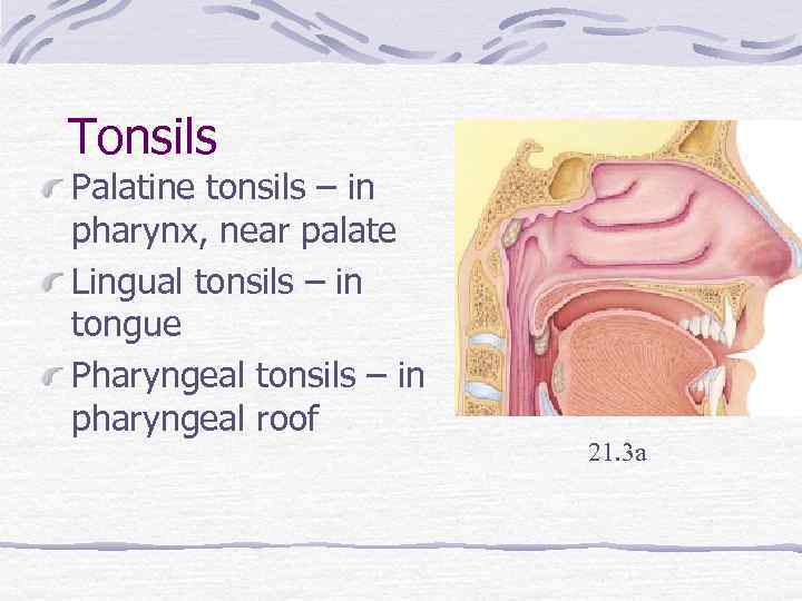 Tonsils Palatine tonsils – in pharynx, near palate Lingual tonsils – in tongue Pharyngeal