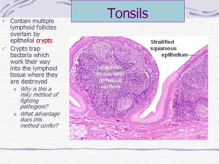 Contain multiple lymphoid follicles overlain by epithelial crypts Crypts trap bacteria which work their