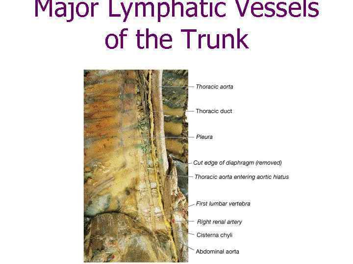 Major Lymphatic Vessels of the Trunk 