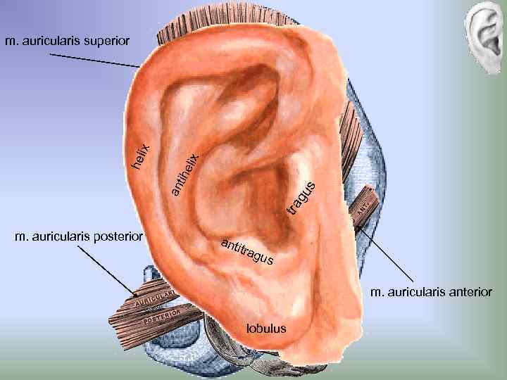 elix tra gu s an tih hel ix m. auricularis superior m. auricularis posterior
