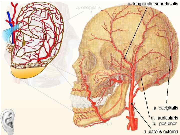 a. occipitalis a. temporalis superficialis a. auricularis posterior a. temporalis superficialis a. carotis externa