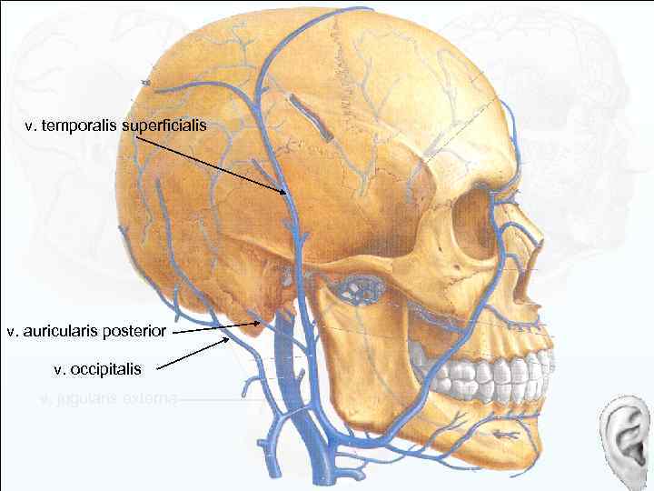 v. temporalis seperficialis v. temporalis superficialis v. auricularis posterior v. occipitalis v. jugularis externa