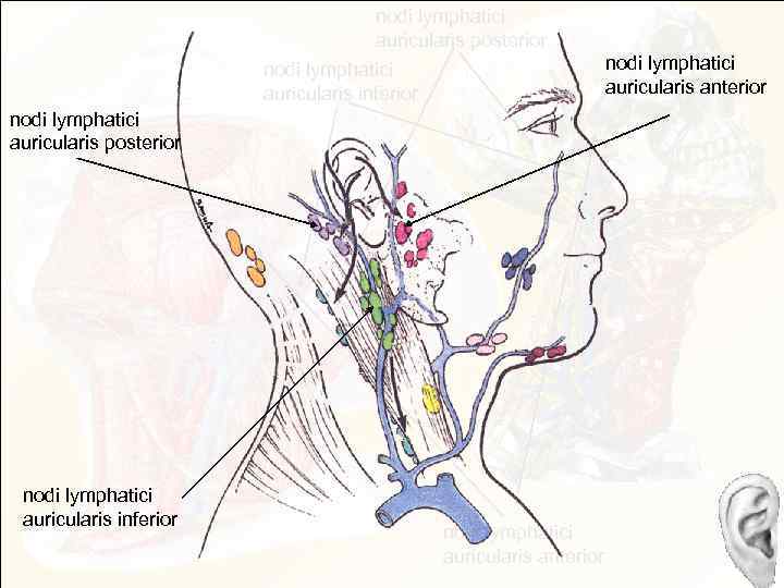 nodi lymphatici auricularis posterior nodi lymphatici auricularis anterior nodi lymphatici auricularis inferior nodi lymphatici