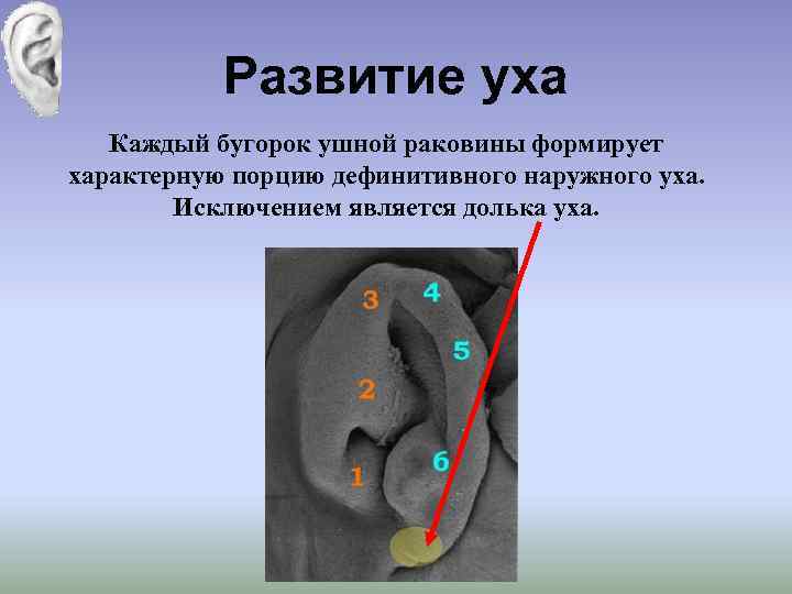 Развитие уха Каждый бугорок ушной раковины формирует характерную порцию дефинитивного наружного уха. Исключением является
