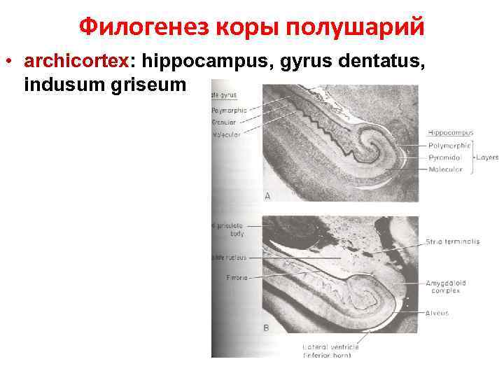 Филогенез коры полушарий • archicortex: hippocampus, gyrus dentatus, indusum griseum 