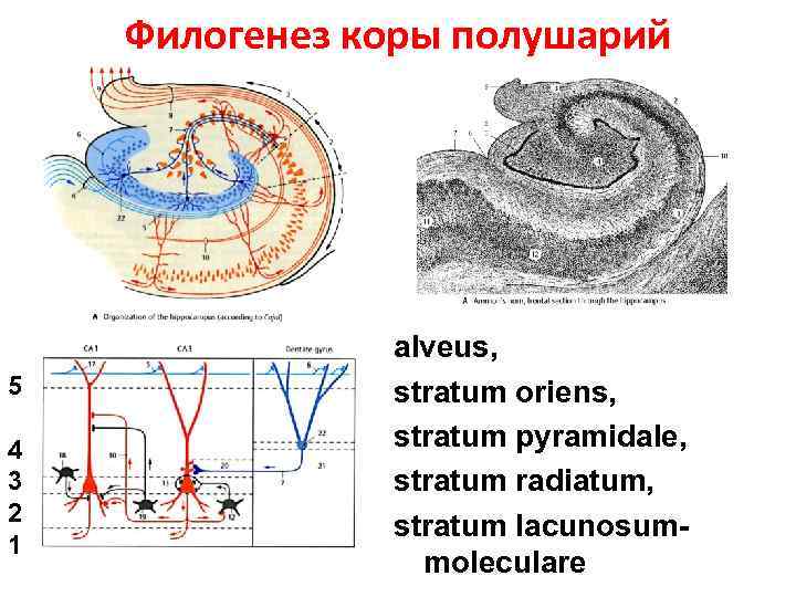 Филогенез коры полушарий 5 4 3 2 1 alveus, stratum oriens, stratum pyramidale, stratum