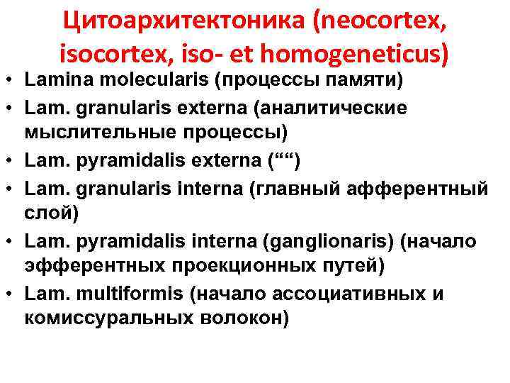 Цитоархитектоника (neocortex, iso- et homogeneticus) • Lamina molecularis (процессы памяти) • Lam. granularis externa