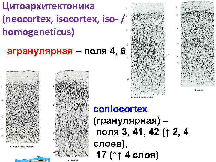 Цитоархитектоника (neocortex, iso- / homogeneticus) агранулярная – поля 4, 6 coniocortex (гранулярная) – поля