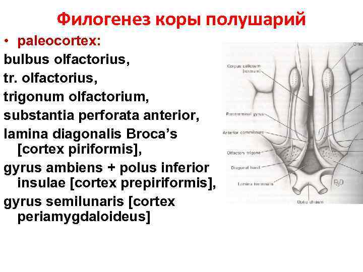 Филогенез коры полушарий • paleocortex: bulbus olfactorius, trigonum olfactorium, substantia perforata anterior, lamina diagonalis