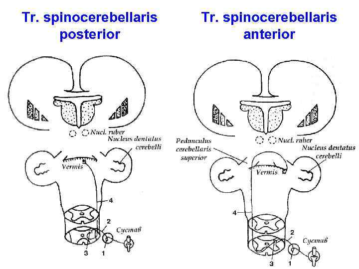 Tr. spinocerebellaris posterior Tr. spinocerebellaris anterior 