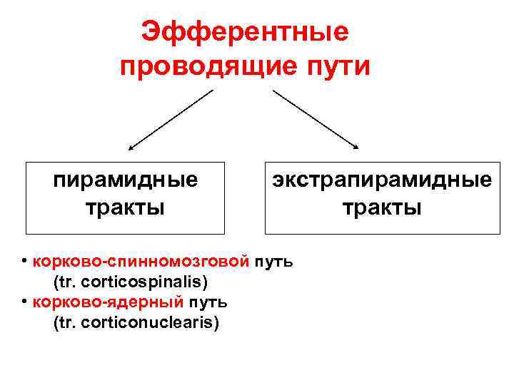 Эфферентные проводящие пути пирамидные тракты экстрапирамидные тракты • корково-спинномозговой путь (tr. corticospinalis) • корково-ядерный