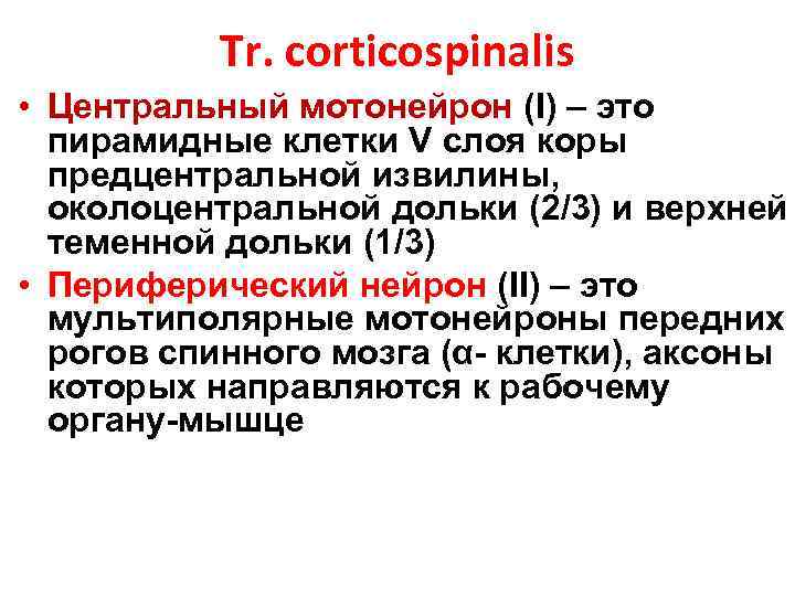 Tr. corticospinalis • Центральный мотонейрон (I) – это пирамидные клетки V слоя коры предцентральной