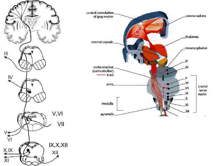 III IV V, VI VII IX, X, XII 