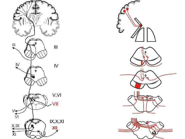 III IV V, VI VII IX, X, XI XII 