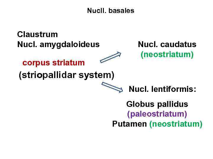 Nucll. basales Claustrum Nucl. amygdaloideus Nucl. caudatus (neostriatum) corpus striatum (striopallidar system) Nucl. lentiformis: