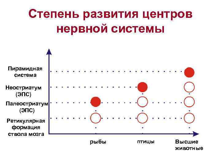 Степень развития центров нервной системы Пирамидная система Неостриатум (ЭПС) Палеостриатум (ЭПС) Ретикулярная формация ствола