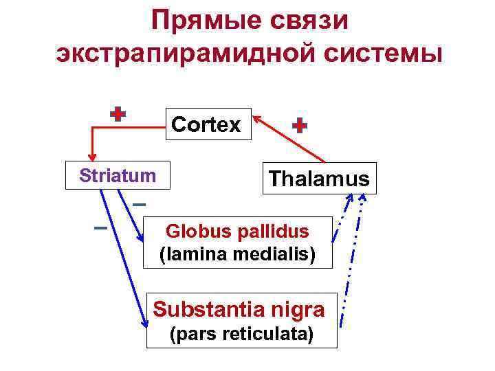 Прямые связи экстрапирамидной системы Cortex Striatum Thalamus Globus pallidus (lamina medialis) Substantia nigra (pars