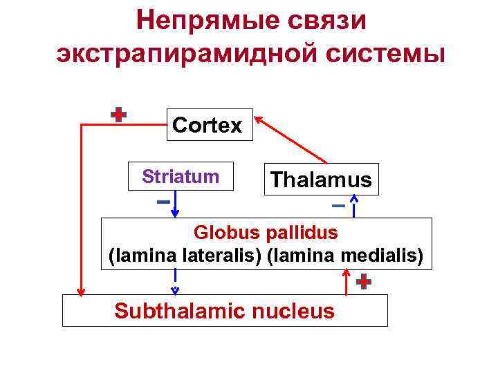 Непрямые связи экстрапирамидной системы Cortex Striatum Thalamus Globus pallidus (lamina lateralis) (lamina medialis) Subthalamic