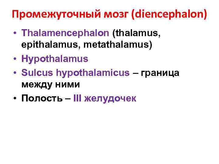 Промежуточный мозг (diencephalon) • Thalamencephalon (thalamus, epithalamus, metathalamus) • Hypothalamus • Sulcus hypothalamicus –