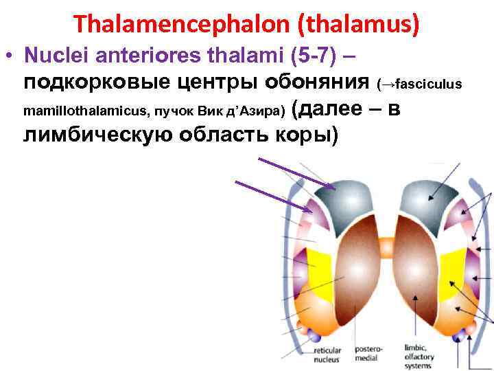 Thalamencephalon (thalamus) • Nuclei anteriores thalami (5 -7) – подкорковые центры обоняния (→fasciculus mamillothalamicus,