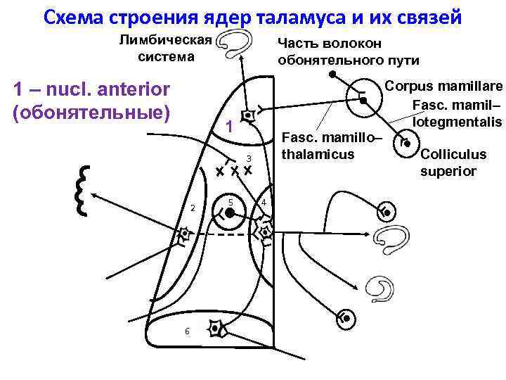 Схема строения ядер таламуса и их связей Лимбическая система 1 – nucl. anterior (обонятельные)