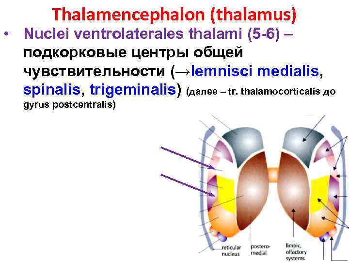 Thalamencephalon (thalamus) • Nuclei ventrolaterales thalami (5 -6) – подкорковые центры общей чувствительности (→lemnisci