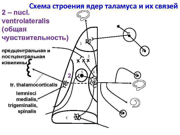 Схема строения ядер таламуса и их связей 2 – nucl. ventrolateralis (общая чувствительность) 1