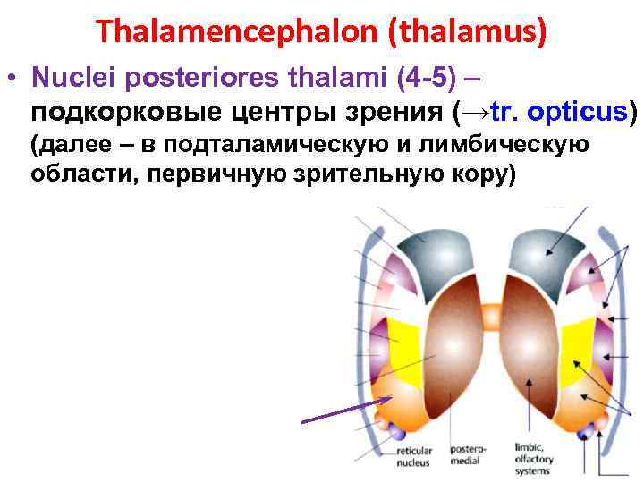 Thalamencephalon (thalamus) • Nuclei posteriores thalami (4 -5) – подкорковые центры зрения (→tr. opticus)